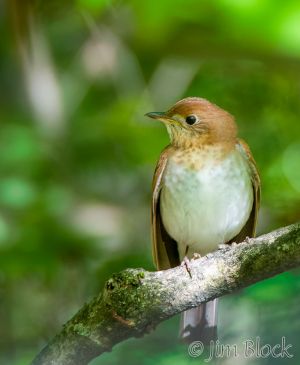 06   DQ695E-Veery.jpg